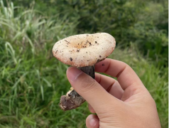 广元捡菌季必看!别让一口山鲜,变成一场遗憾